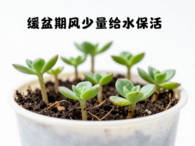 缓盆期的水分管理与环境控制