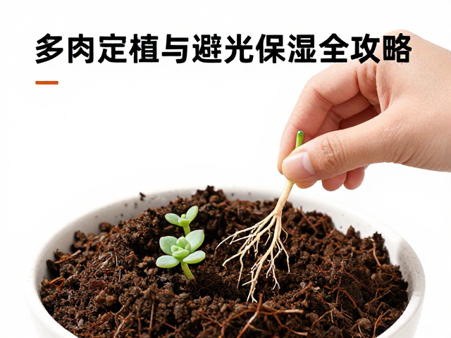 修根与晾根处理
