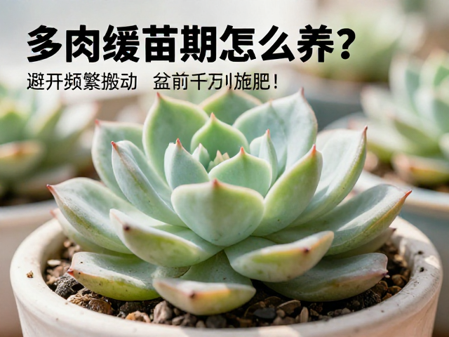 光照管理与温度控制