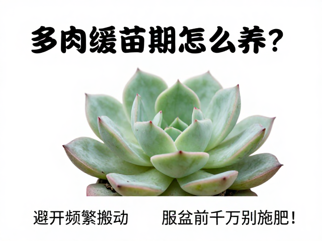 水分调控与禁忌误区
