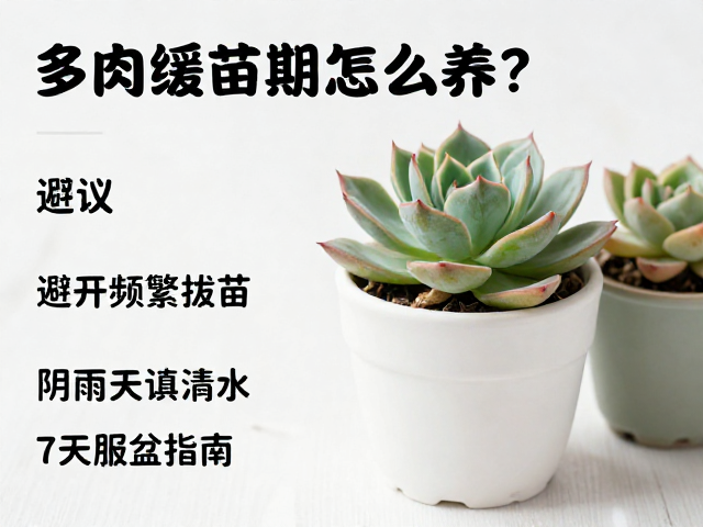 避开频繁拔苗与检查误区