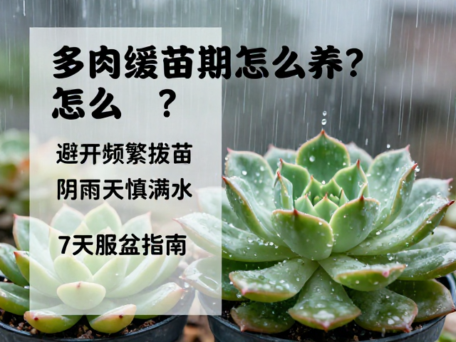 阴雨天慎浇水与环境调控