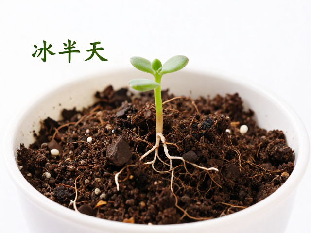定植后的缓苗与水分管理