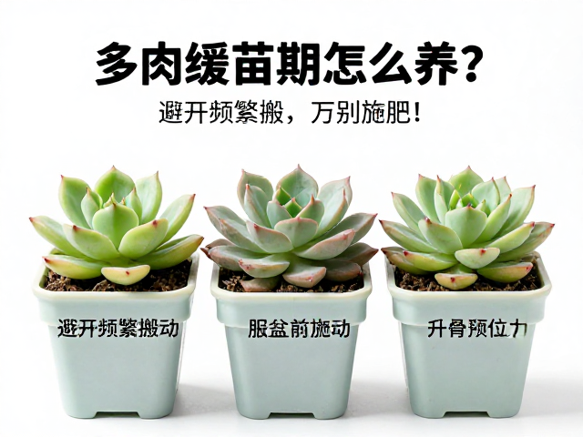 施肥禁忌与服盆判断
