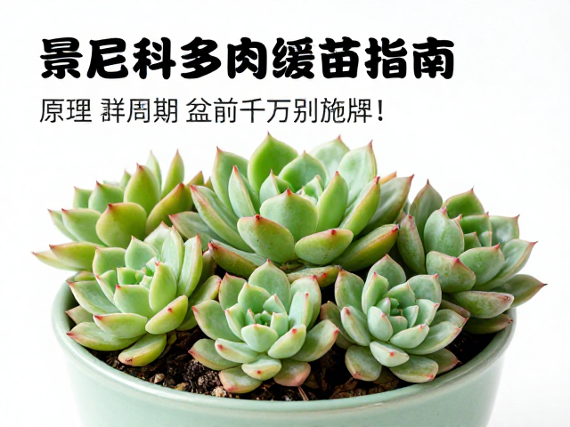 服盆前的关键养护细节与禁忌操作