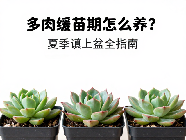 夏季上盆的风险评估与替代方案
