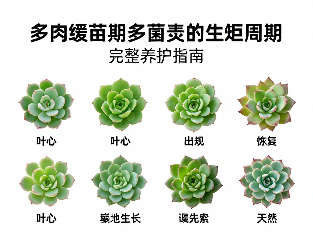 叶心休眠期的生理特征与环境调控策略