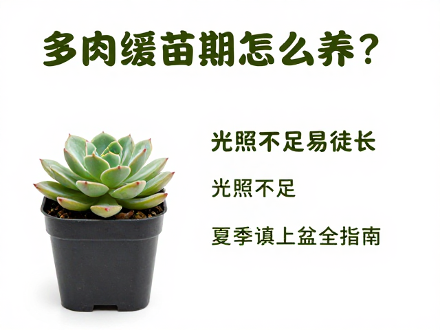 光照管理的陷阱与防徒长策略