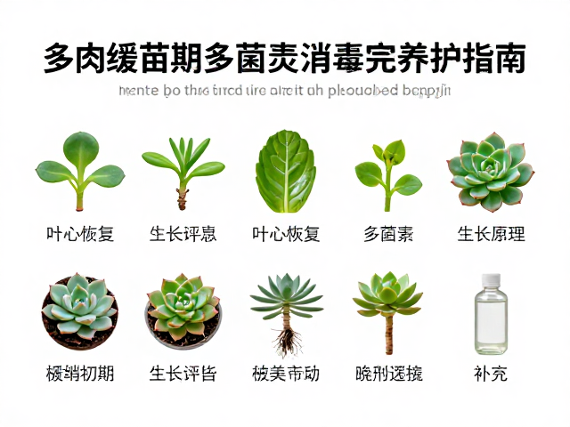 多肉缓苗期多菌灵消毒与叶心恢复生长周期完整养护指南