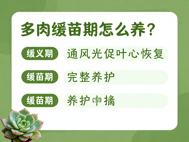 多肉缓苗期怎么养？通风散光促叶心恢复，完整养护指南