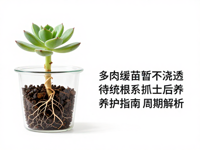 多肉缓苗期暂不浇透，待根系抓土后养护指南及周期解析