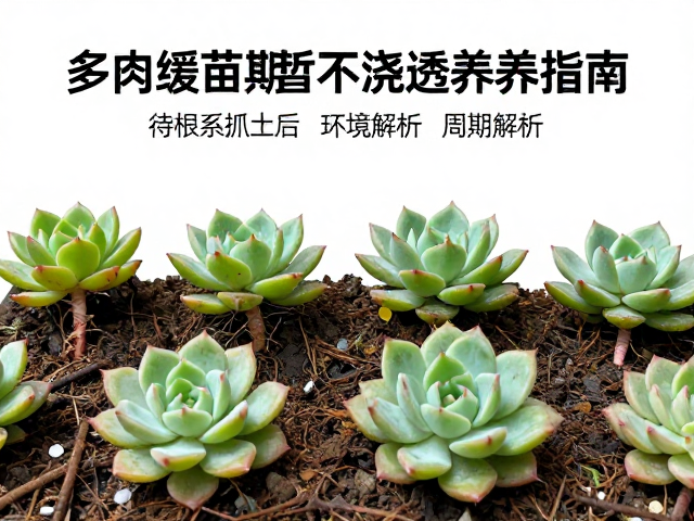 光照管理与环境通风的协同作用