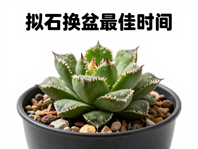 拟石莲花属成株换盆的最佳时间窗口