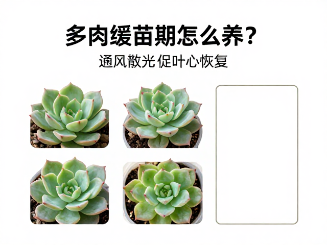 异常症状识别与应对
