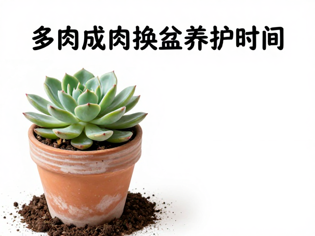 换盆前的植株处理与土壤准备