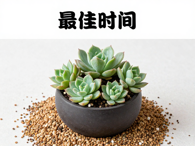 多肉成株换盆最佳时间，铺面石与盆底垫颗粒完整操作指南