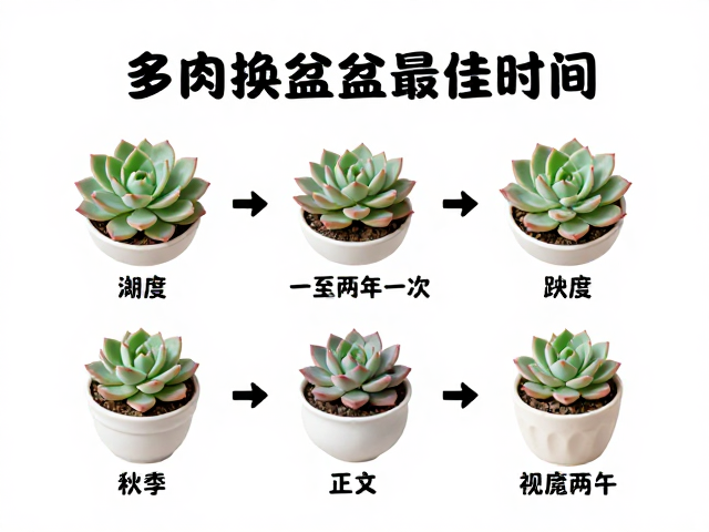 多肉成株秋季换盆最佳时间，一至两年一次完整操作指南