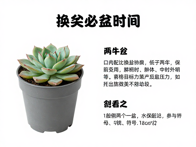 土壤配比与容器选择的科学依据
