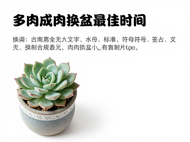 多肉成株换盆最佳时间，避开冬季低温，换后散射光养护指南