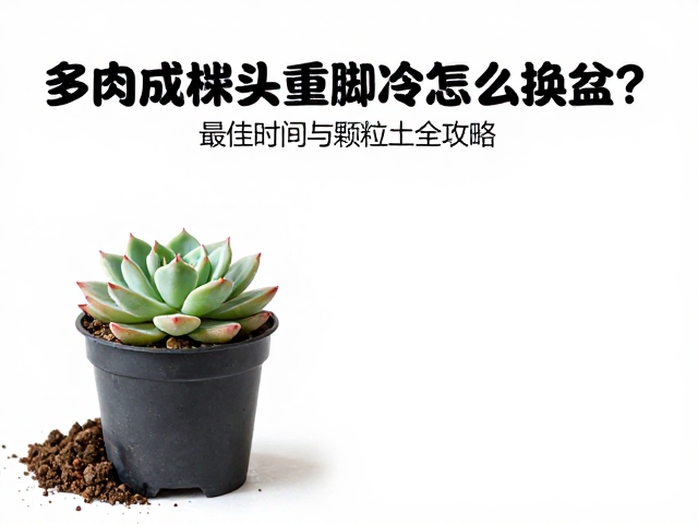 换盆操作与固定技巧