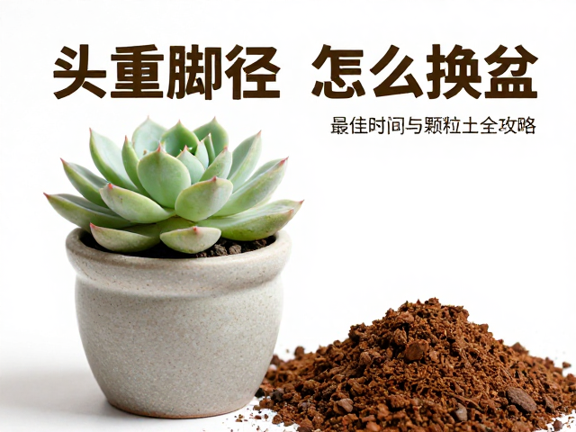 服盆期的养护细节