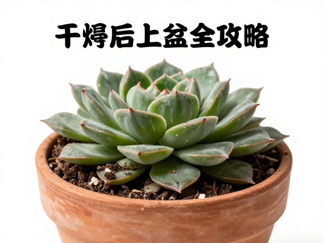 土壤配置与上盆技巧