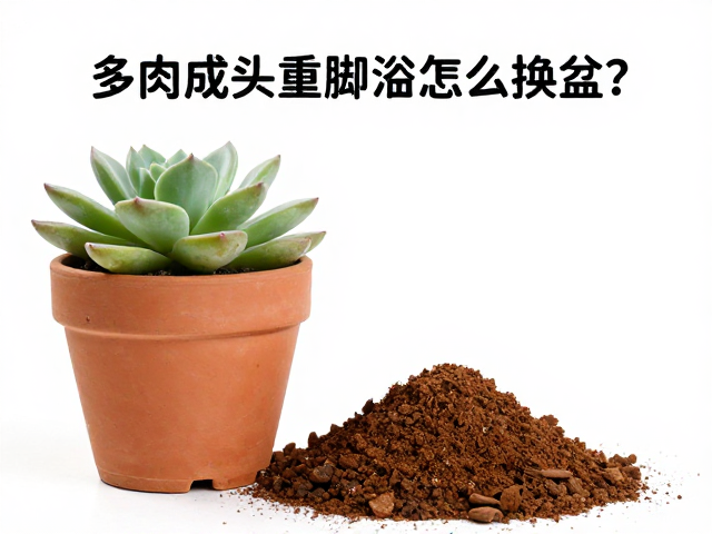 把握最佳换盆时间窗口