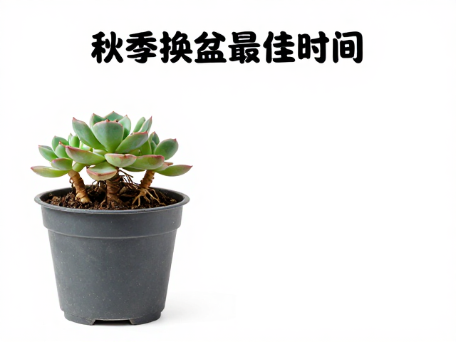 换盆后的缓期管理与环境调控