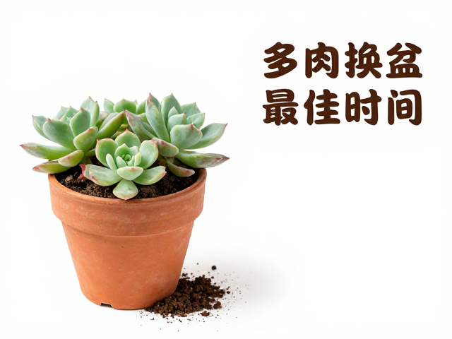 多肉成株换盆最佳时间，干土脱盆，盆底垫颗粒全攻略