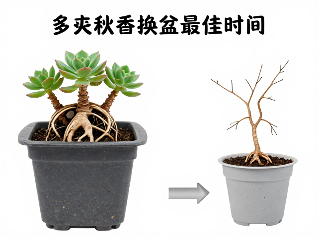 深根品种的选择标准与盆器搭配逻辑