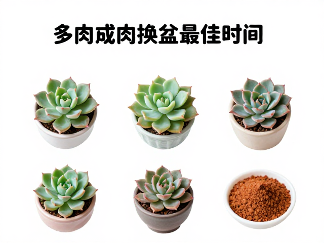换盆后的缓期管理与养护