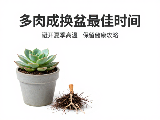 换盆前的植株处理与脱盆技巧