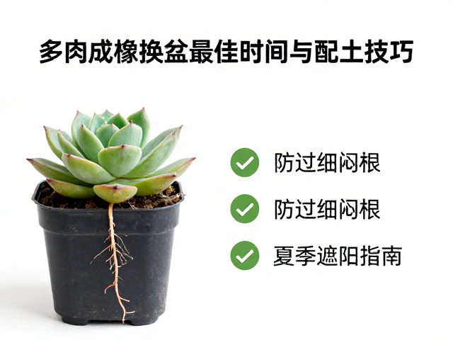 换盆操作细节与缓苗管理