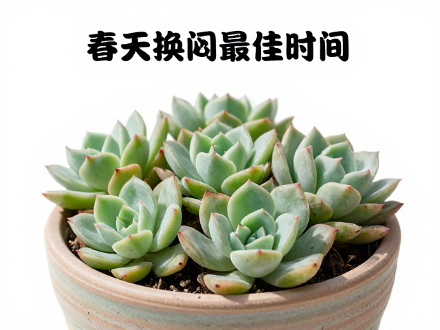 多肉成株春季换盆最佳时间与操作，避坑积水闷根
