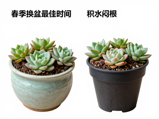 盆土配置与容器选择原则