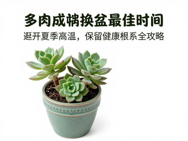 多肉成株换盆最佳时间，避开夏季高温，保留健康根系全攻略
