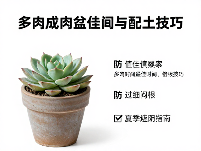多肉成株换盆最佳时间与配土技巧，防过细闷根，夏季遮阴指南