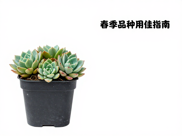 春季多肉成株换盆最佳时间与操作，深根品种用深盆指南