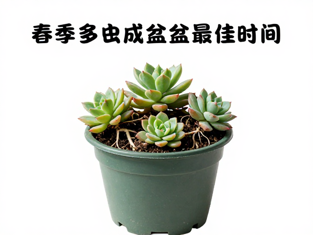 栽种手法与缓期管理规范