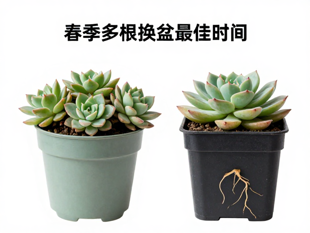 深根品种的选择与盆器匹配原则