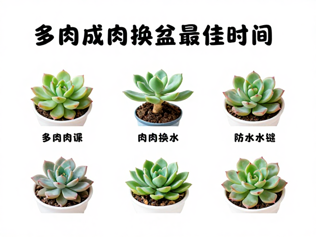 多肉成株换盆最佳时间，完整操作指南，防化水技巧