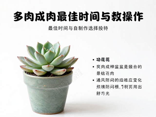 多肉成株换盆最佳时间与操作，避开花期，通风防闷根全攻略