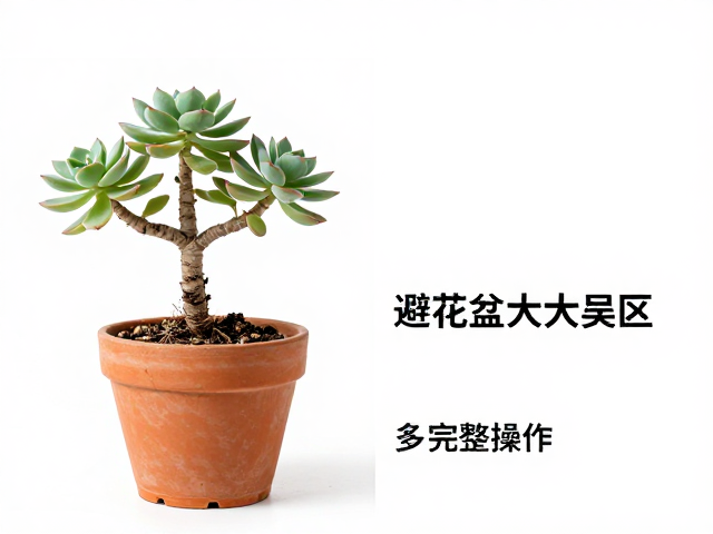 完整换盆操作流程与根系处理
