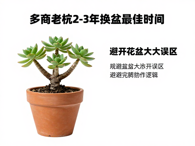 规避花盆过大误区与盆器选择逻辑