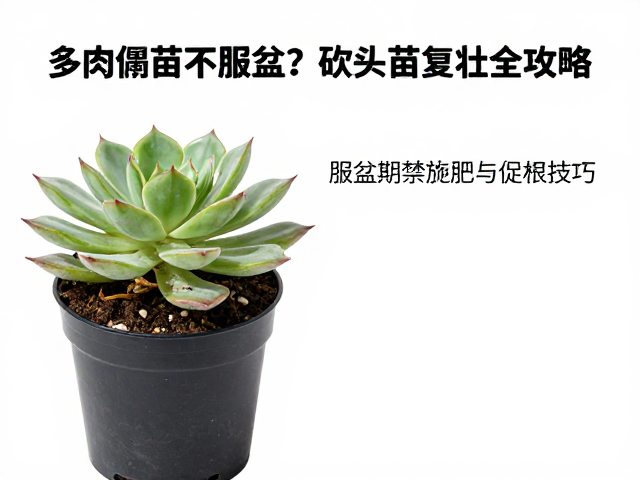 服盆期的水分与禁忌