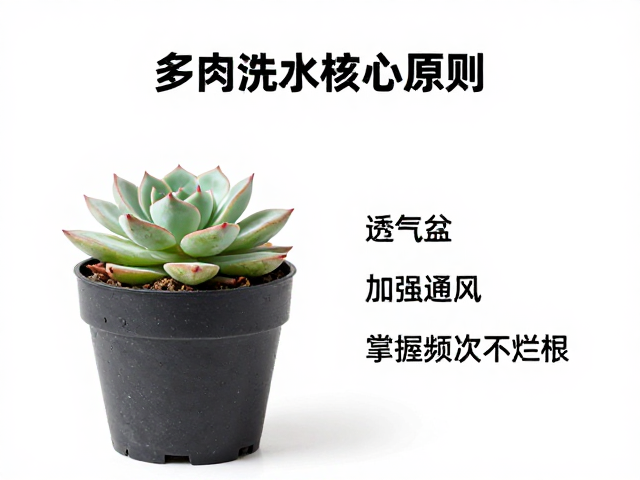 浇水频次的科学判断与土壤状态评估