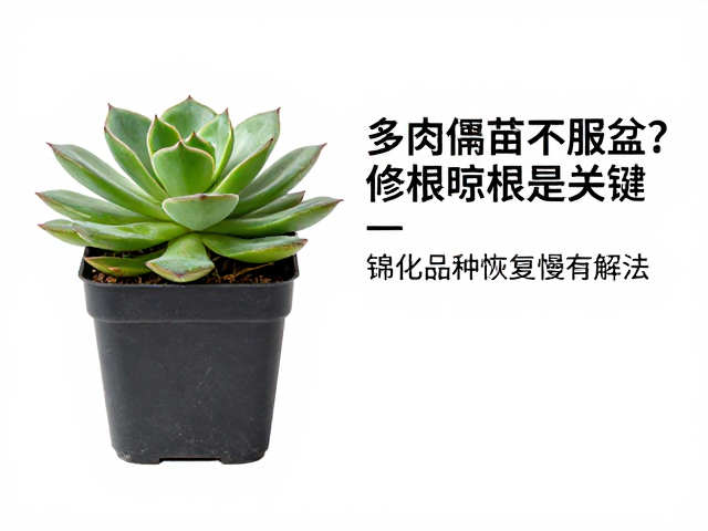 锦化品种服盆的特殊策略：控水与光照管理
