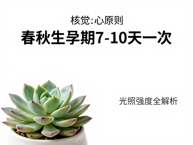 多肉浇水核心原则，春秋生长期7-10天一次，光照强度全解析