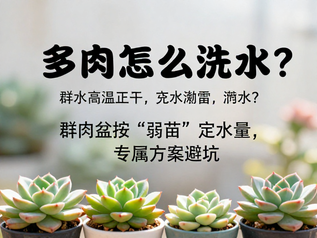 多肉高温正午怎么浇水？群生盆按&ldquo;弱苗&rdquo;定水量，专属方案避坑