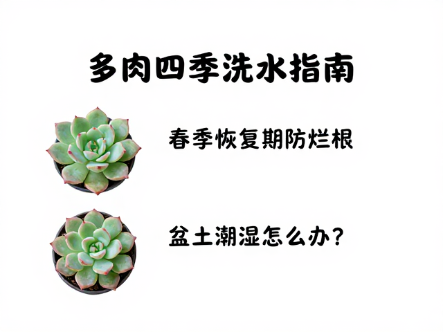 应对盆土潮湿与预防烂根的具体措施